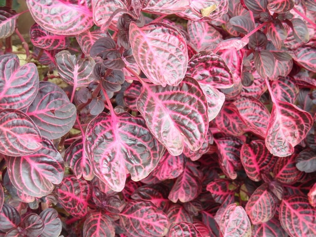 flowers, african, tanzania, moshi