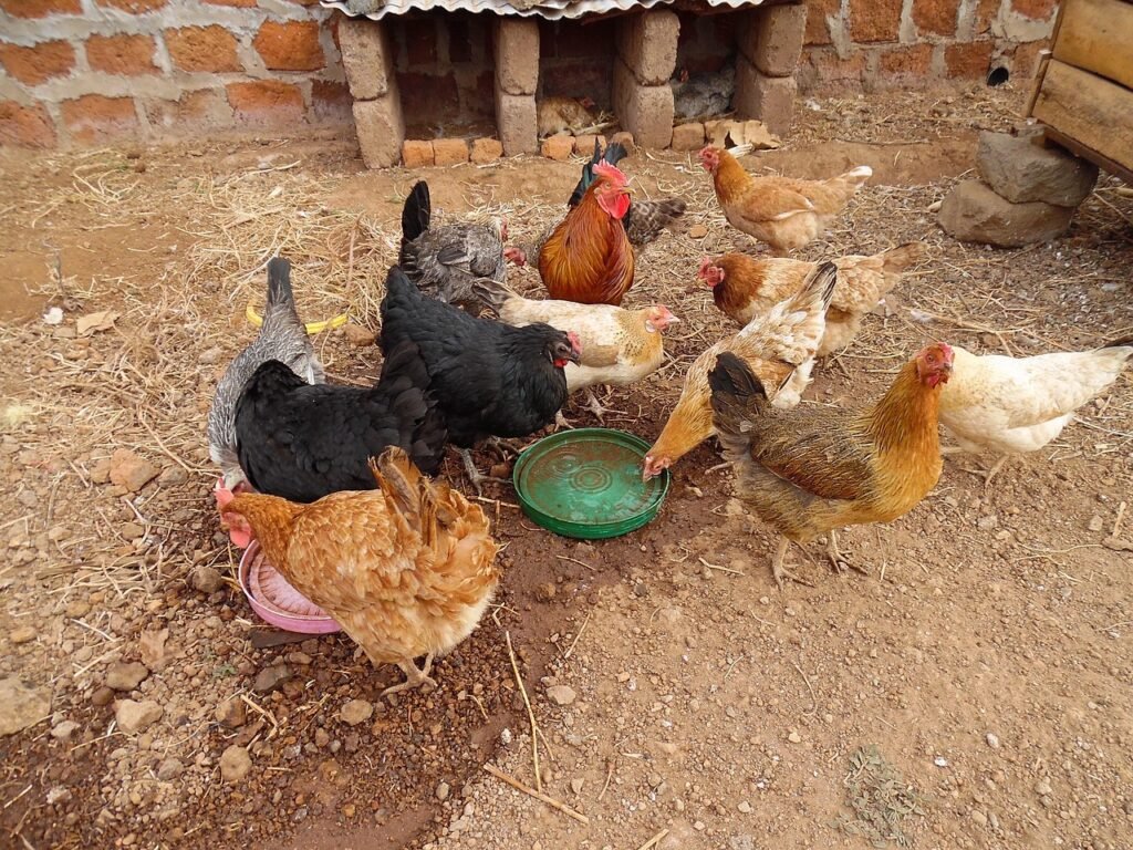 poultry farming, africa, moshi, tanzania, chicken