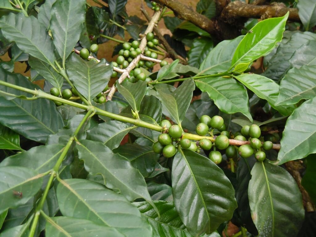 coffee farming, moshi, tanzania, afrika, green coffee, moshi, moshi, moshi, moshi, moshi, tanzania, tanzania, tanzania